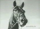 The Great Dan Patch