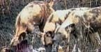 The Wild Dog's Last Stand