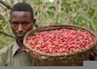 Prodotti del sud consumi del nord. Il caffè etiope