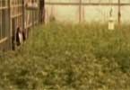 La vera storia della marijuana - Trailer