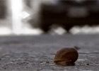 La marche de l'escargot
