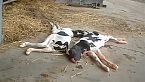 Macchine da Latte: maltrattamenti e violenze su vitelli e mucche