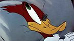 Woody Woodpecker Season07 Episode06 - The Coo-Coo Bird