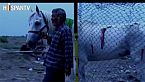 El caballo