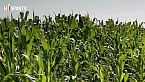 La crisis agroalimentaria en México