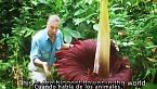 Charla de Stefano Mancuso: 'The roots of plant intelligence'