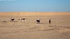 Desert Session able displaced Saharawi refugee camps 2015