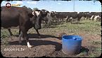 Internet de las vacas