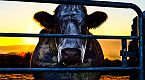 COWSPIRACY: ciò che il sistema non vuole che tu sappia sull\'impatto ambientale della CARNE