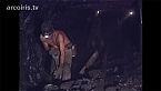 Los Mineros del Carbón 10 años después