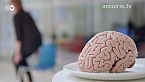 Nuestro cerebro es lo que comemos