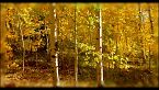 L'incanto dell'autunno