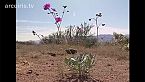 Atacama donde florece el desierto