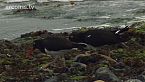 Cabo de Hornos: Cultura y naturaleza, aves