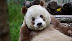 Il ritorno del Panda - Scienza brutta