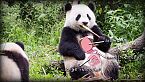 Quello che non volevi sapere sul panda - Scienza brutta