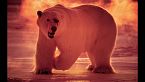 Paul Nicklen: Storie di animali da gelidi paesi meravigliosi
