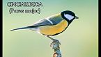 Uccelli di città - canti