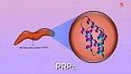 Proteínas letales: los priones