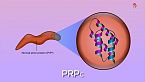 Proteínas letales: los priones