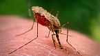 Dovremmo estinguere le zanzare?