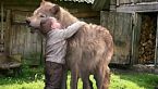 Un lupo ha salvato un bambino che si era perso nel bosco