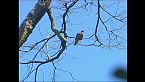 Escultores del bosque en la Villarica