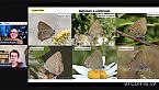 Cimici dei letti - Scarafaggi – Farfalle di stagione – Flussi nettariferi