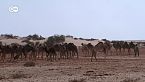 Con pastores de camellos por el Sahara
