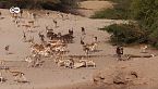 La reserva de especies amenazadas en Abu Dhabi