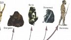 El proceso de hominización - Del Australopithecus al Homo Sapiens