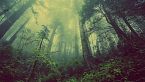 MOAI - Storia dell'importanza degli alberi