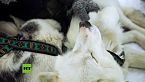 Rivales fogosos, frío de perros