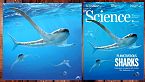 Aquilolamna: lo strano squalo-manta del Cretaceo