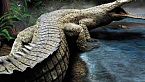 Nell’Oceano hanno trovato un animale 100 volte più spaventoso del Titanoboa