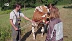 La ganadería en entredicho: salvar animales del matadero