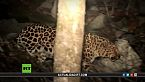 El plan de la URSS para erradicar a los leopardos - Los guardianes de la tierra de los leopardos