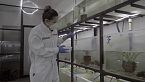 Los anfibios están viviendo una pandemia peor que la nuestra