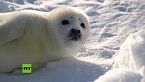 El incierto futuro de la foca pía, el peluche del Ártico