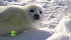 El incierto futuro de la foca pía, el peluche del Ártico