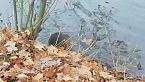 Nutria: la specie aliena più famosa!