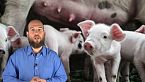Il primo trapianto di cuore di maiale geneticamente editato