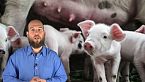 Il primo trapianto di cuore di maiale geneticamente editato