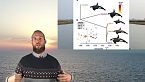 Il caso delle orche che hanno salvato la megattera (invece di mangiarla)