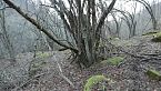 Trekking alla ricerca dei palchi di Cervo!