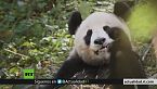Esto es China Pandalandia