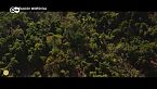 La Amazonia en peligro: los pueblos originarios y su lucha por la selva