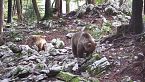 Orso, Ghiro, Scoiattolo... quali specie vanno in letargo?