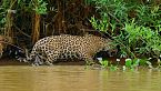 El Jaguar del Pantanal de Brasil