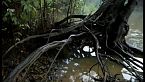 El bosque sumergido del Amazonas